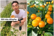 Sự thật về loại ớt nửa tỷ đồng/kg, Khánh Đơn trồng trong vườn