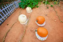 Thăm vườn bí ngô khổng lồ ở Đà Lạt khiến du khách "tròn mắt"