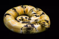 Bóc giá 10 loài rắn đắt đỏ nhất thế giới