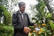 Kiếm hàng trăm triệu đồng từ cây ghép nhiều loại quả dịp Tết