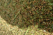 Bí mật về gạo tám thơm bao tử đắt gấp 10 lần gạo thường