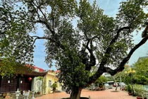 Cận cảnh cây mít 500 tuổi dáng cổ quái ở Hà Nội