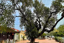 Cận cảnh cây mít 500 tuổi dáng cổ quái ở Hà Nội