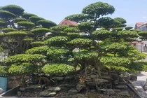 Cây sanh dáng trực hoành được trả giá 1 tỷ đồng không bán