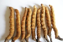 Tiết lộ lý do đông trùng hạ thảo Tây Tạng giá cả tỷ đồng