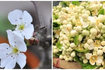 Thú chơi hoa đắt đỏ của nhà giàu Việt sau Tết Nguyên đán