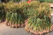 Thăm cánh đồng tỏi tía bạc triệu ở Sơn La 