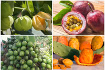 4 loại quả “rẻ như cho” ở Việt Nam sang nước ngoài cao ngất 