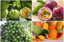 4 loại quả “rẻ như cho” ở Việt Nam sang nước ngoài cao ngất 