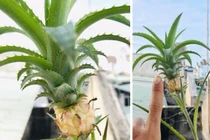 Phát sốt quả dứa tí hon được định giá tiền tỷ