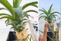 Phát sốt quả dứa tí hon được định giá tiền tỷ