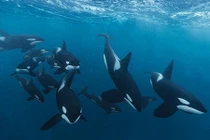 Kinh hãi cảnh đàn cá kình ngầu nghiến con cá mập khổng lồ