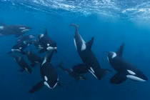 Kinh hãi cảnh đàn cá kình ngầu nghiến con cá mập khổng lồ
