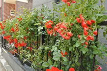 8 loài hoa đẹp bình dị, dễ trồng cho sân vườn nhà phố