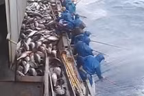 Choáng váng cảnh câu cá ngừ “khủng” siêu tốc độ