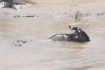 Video: Linh dương đầu bò chết thảm trước hàm cá sấu