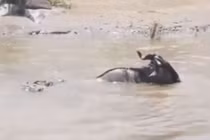 Video: Linh dương đầu bò chết thảm trước hàm cá sấu