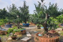 Điều đặc biệt trong vườn kiểng cổ thụ lớn nhất miền Tây