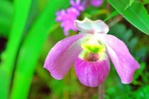 View - Hai loại cây trồng trong nhà rắn sẽ 'chạy mất vía' | Báo Tri thức và Cuộc sống - TIN TỨC PHỔ BIẾN KIẾN THỨC 24H