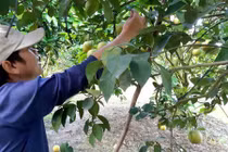 Khéo tay, bắt cây ra quả trái vụ, thủ phủ cam xoàn Lai Vung hốt bạc