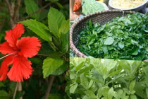 3 loại cây dại làm hàng rào nay có tiền cũng khó mua