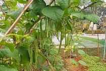 Vườn rau sạch mướt mắt trong biệt thự 2.000m2 của ca sĩ Việt Hoàn