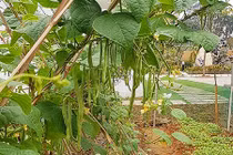 Vườn rau sạch mướt mắt trong biệt thự 2.000m2 của ca sĩ Việt Hoàn