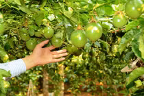 Đổ nghìn tỉ trồng cây ăn trái, các “ông lớn” toan tính gì?