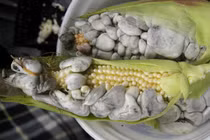 Loại ngô mốc đen nhìn phát sợ nhưng có tiền chưa chắc mua được 