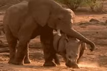 Clip: Màn kịch chiến nảy lửa giữa voi và tê giác 