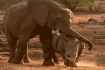 Clip: Màn kịch chiến nảy lửa giữa voi và tê giác 