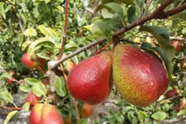 Đột nhập vườn lê Nam Phi trĩu quả, ngon nổi tiếng