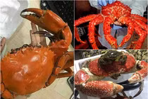 Những loại cua “khủng”, giá tiền triệu trên mâm cơm nhà giàu Việt