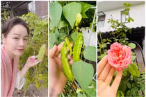 “Ngó” vườn rau tốt um trong biệt thự của Nhật Kim Anh