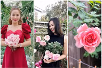 Mãn nhãn vườn hồng đắt giá trong nhà mỹ nhân Việt