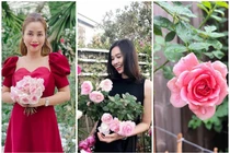 Mãn nhãn vườn hồng đắt giá trong nhà mỹ nhân Việt