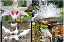 Không chỉ lan, còn nhiều sản phẩm đột biến đắt đại gia không ngại "dốc ví"