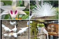 Không chỉ lan, còn nhiều sản phẩm đột biến đắt đại gia không ngại "dốc ví"