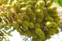 Tròn mắt xem những cây sầu riêng chi chít quả