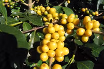 Cà phê Việt Nam ngon nhất thế giới: Là thương hiệu nào? 