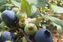 Về quê trồng quả quý tộc vừa ăn vừa bán, đút túi vài trăm triệu/năm