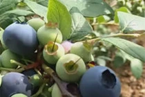 Về quê trồng quả quý tộc vừa ăn vừa bán, đút túi vài trăm triệu/năm