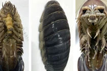 Công phu săn “xe tăng lội nước” - vua hải sản