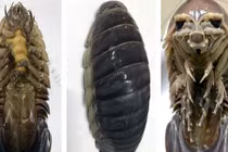 Công phu săn “xe tăng lội nước” - vua hải sản