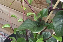 Bà nội trợ Việt phát sốt với giống mồng tơi tím lạ mắt