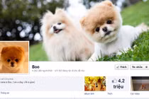 Top 9 “thú cưng” nhận like khủng, hot nhất mạng xã hội