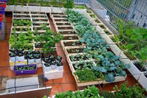 Phục lăn vườn rau sân thượng khủng của các ông bố "đảm"