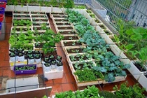 Phục lăn vườn rau sân thượng khủng của các ông bố "đảm"