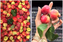 “Vén màn bí mật” loại táo mini Úc giá siêu rẻ bán đầy chợ mạng