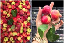 “Vén màn bí mật” loại táo mini Úc giá siêu rẻ bán đầy chợ mạng